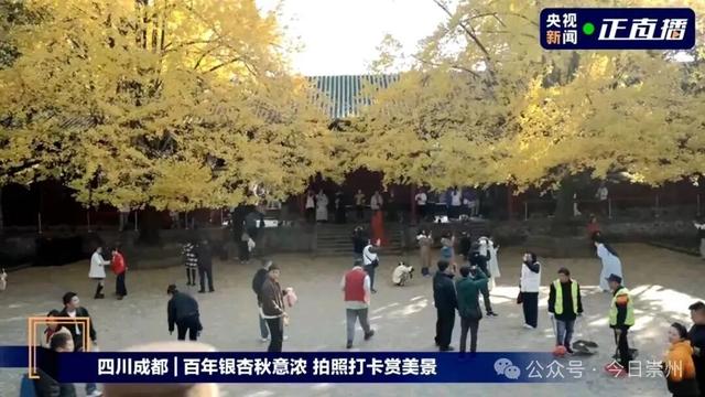 央视直播走进崇州 超20万人次观看！