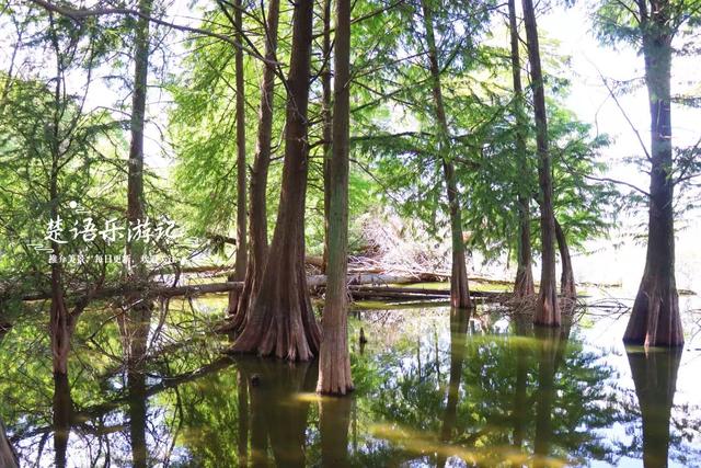 浙江绍兴的新晋网红打卡地，因月牙弯而走红，湖杉鹭影美不胜收