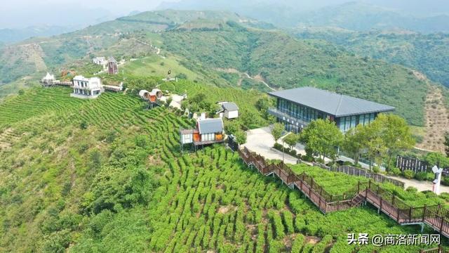 【走商洛 看变化】商洛：茶旅融合 绘就点“绿”成金新图景