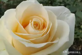 没有进行土壤检测种下5亩多玫瑰花，长出花骨朵时，朋友傻眼了图片