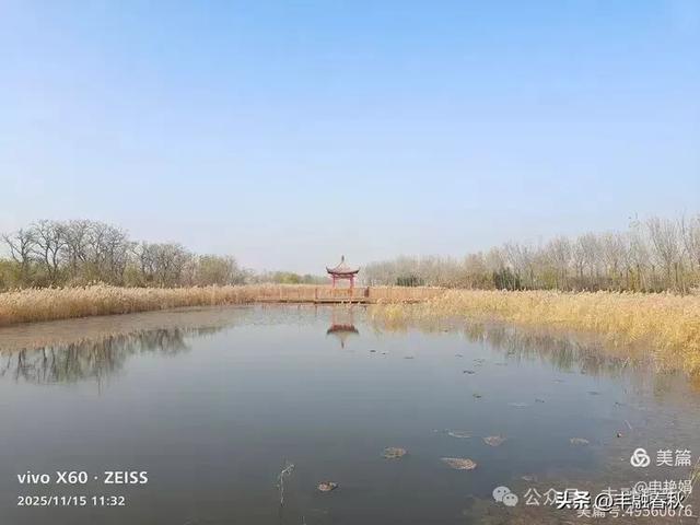 苇风载秋，鹤影映波——河北黄骅南大港湿地的初冬漫游｜ 申艳娟