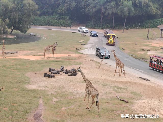 参观广州长隆野生动物园，全程感觉眼累手累腿不累