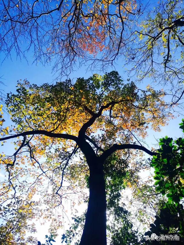 收好这份温州《红枫古道地图》,挑个好天气出门走走!