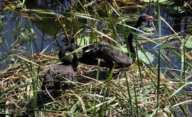 “梅”好上线，解锁“冬游青岛”新地标