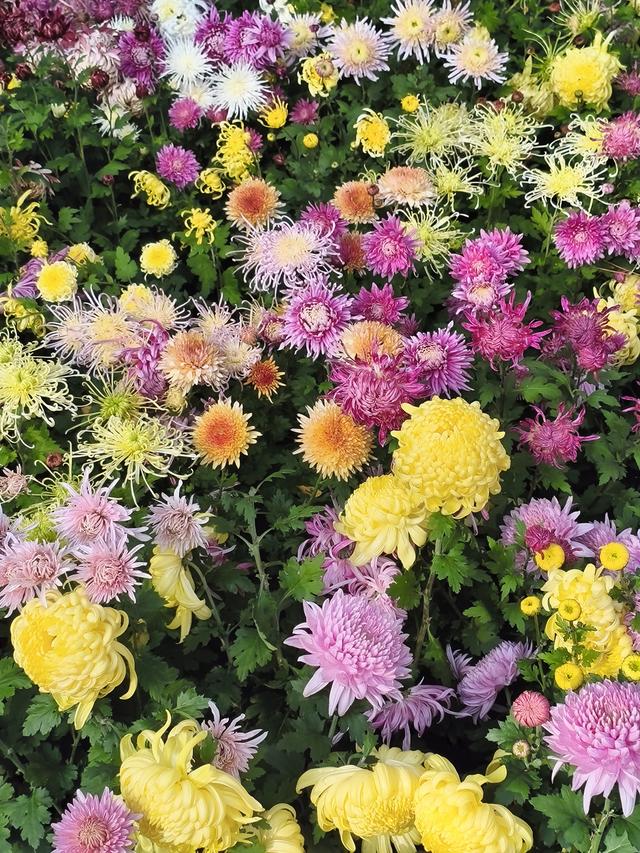 生活日常分享，独自赏花经历，以供大家娱乐