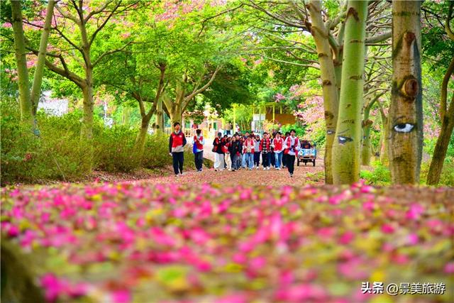 一场寒雨，卡玛缤纷花世界木棉长廊落红无数，就差一个林黛玉