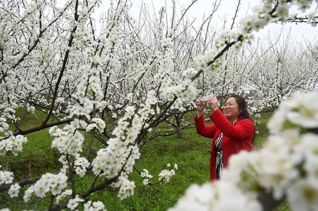 四川内江：踏青赏花 乐享春光