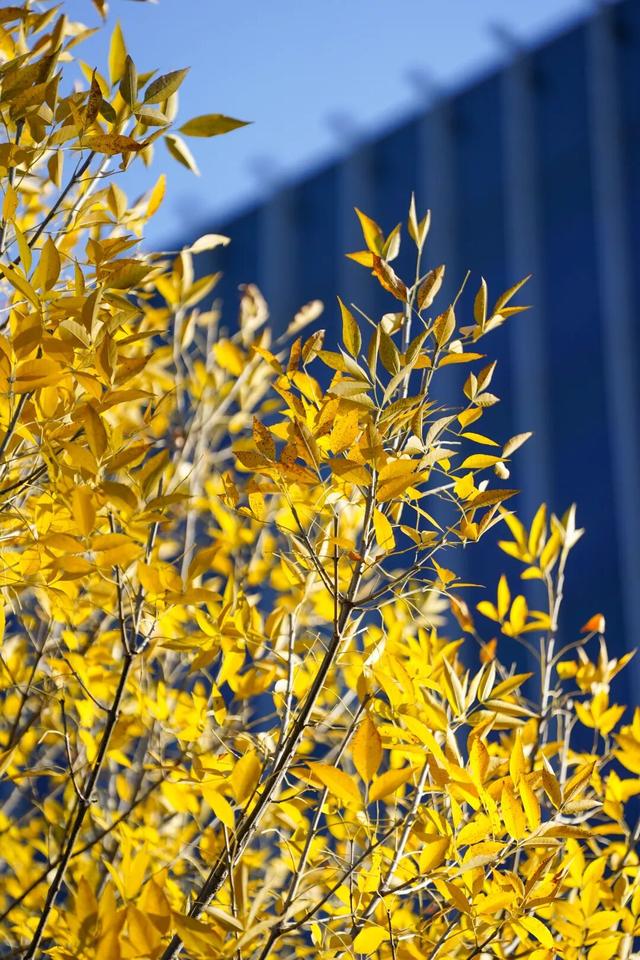 探徐汇｜赴一场落叶之约！徐汇街头美成童话