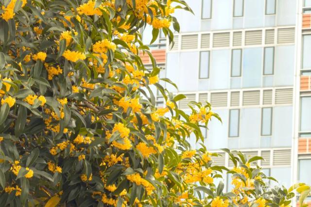 满城甜香，速赏桂花！莫要错过这迟来的秋日芬芳