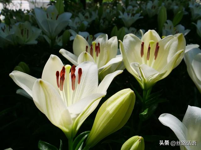 山丹：南湖公园百合盛放 夏日流金织就“百合秘境”