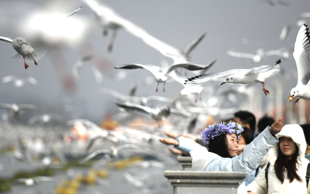 决胜“十四五” 迈上新台阶 | 滇池畔再续人鸥情 昆明擦亮春城文旅名片