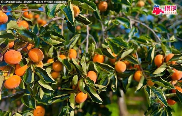 运城周末遛娃天花板!亲子采摘甜翻时光~