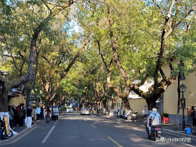 南京“丑萌”梧桐C位出道！颐和路半天游，把民国浪漫拍成表情包