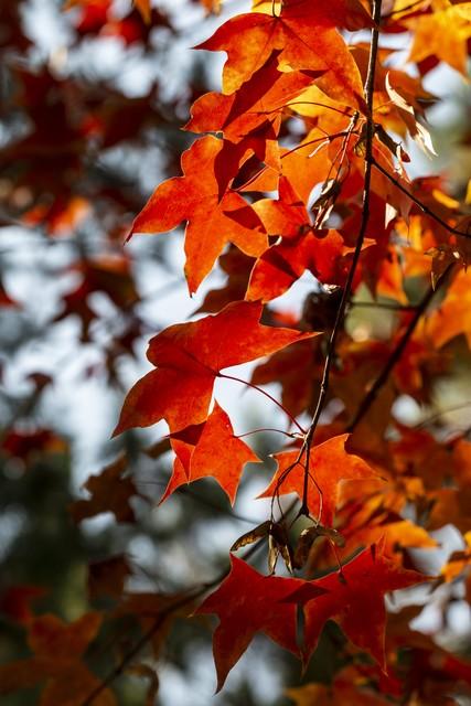 长沙秋意浓：枫叶如火，浪漫如诗