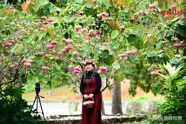 柳州下“花”了！粉色花海铺满人行道，还有“红色瀑布”超出片~回暖在这天→