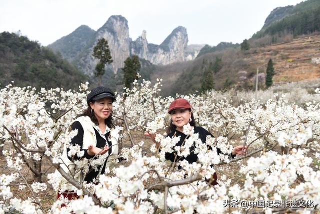 春风有信，花开有期：月照养生谷樱桃花海绘就春日浪漫图鉴