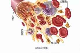 如何查看血常规报告？这3项指标要重点关注，进来了解图片