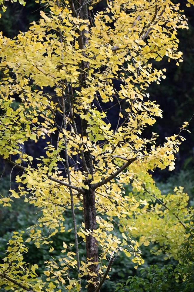 速来！桐梓这里含“金”量超高~