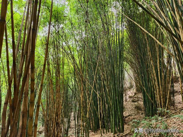成都徒步（66）·邛崃篇⑥皮缝峡谷·皮缝古道