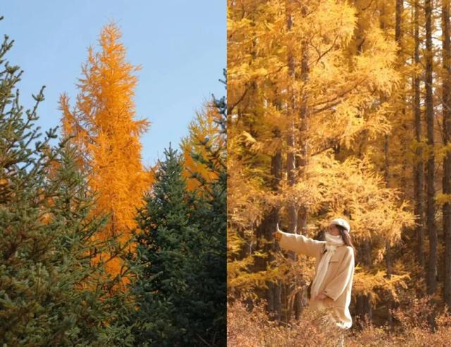 秋日自驾的神！京圈2h可达的皇家后花园，唯一缺点是“花期”太短