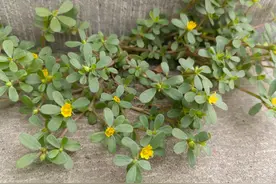 马齿苋丨俗称马蜂菜、长命菜，农村乡野常见，药食两用的宝藏野菜图片