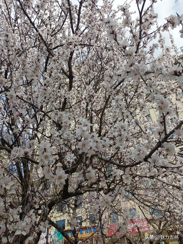 春雨润新园，繁花赴春约 ，在繁花满枝的春日里，遇见最好的自己
