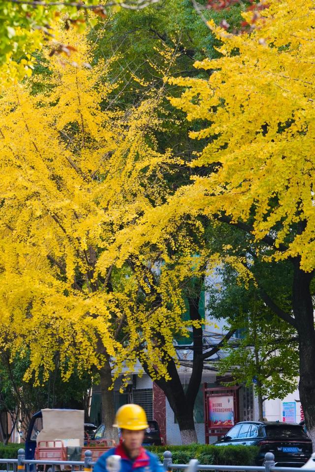 深秋的解放大道，安陆把最美的色彩泼给了它