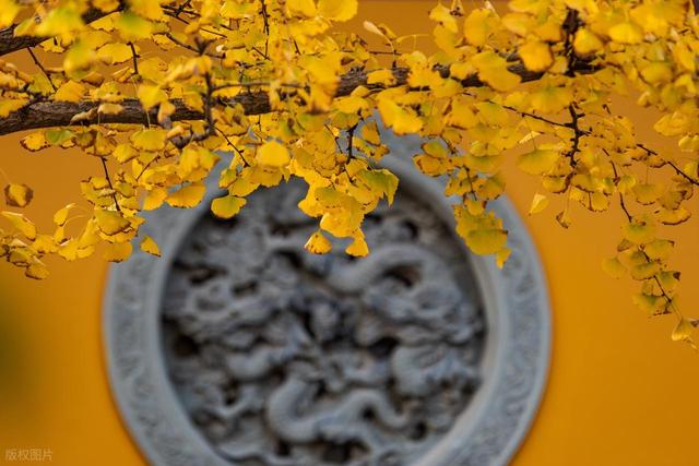 惊喜！杭州2个免费地方的枫叶红啦，超美有古韵，秒杀日本浅草寺