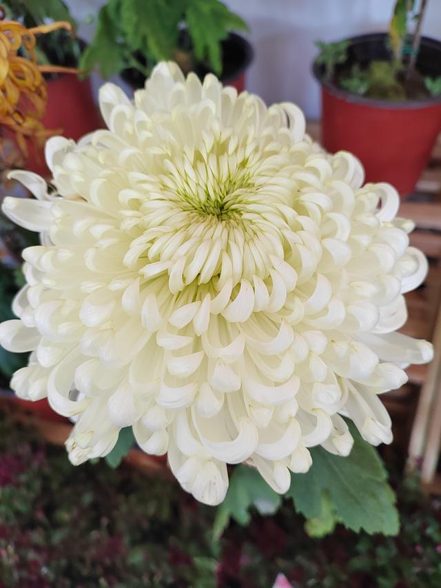 甘州府城菊花飘香