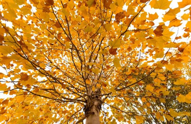 不用去南京，醴陵有属于自己的梧桐大道