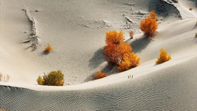 出片率100%！赴一场沙漠胡杨的金色之约