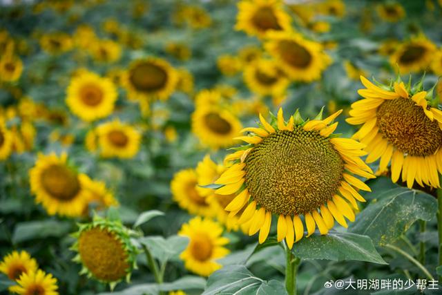 济南至孝堂山“向日葵花海直通车”开通啦，周末来奔赴一场金色浪漫～