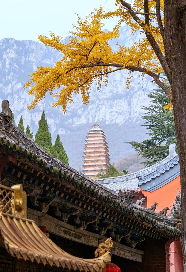 全郑州人都在等的银杏，黄了