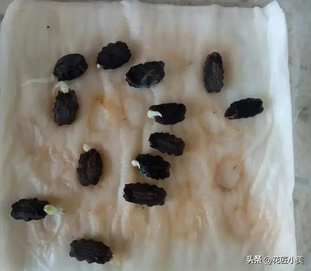 妈妈在老家种了一架“蛇瓜”,产量高到吃不完,网友:看着就怕