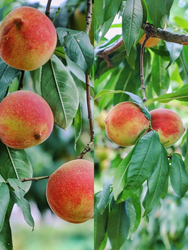 🍑贵阳周边桃子采摘全攻略 轻松实现桃子自由！