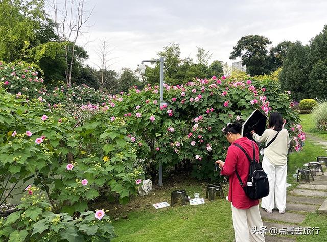 成都芙蓉花最新攻略，公交车直达，一处比一处惊艳，4处都免费！