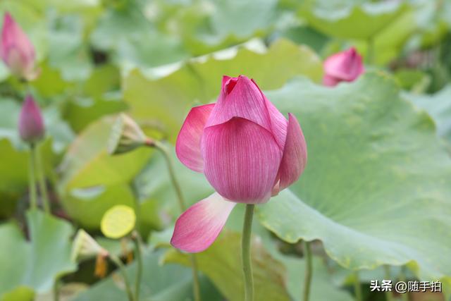 上海闵行文化公园水花园荷花进入盛花期，现实版“莫奈花园”