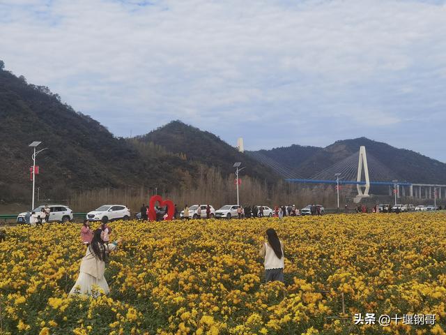 千年古麇，菊香五峰！十堰市郧阳区东峰村万亩菊花震撼盛开太美了