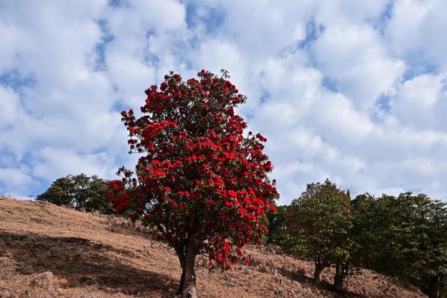 马年新春，赴一场“彝山火树”的盛大浪漫！