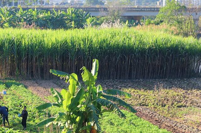 走进云南边陲清代古村，种植甘蔗，纺织，制陶，村中还有百年古寺