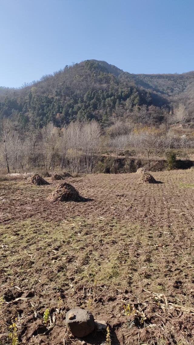 访同家庄千年古槐