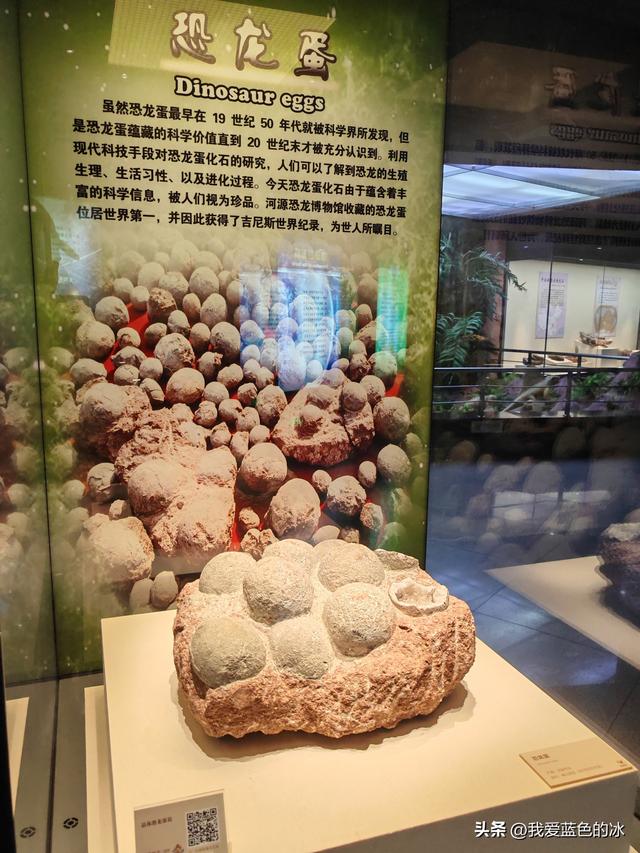 来河源才知道河源是中国恐龙之乡，挖掘出的恐龙蛋超级多