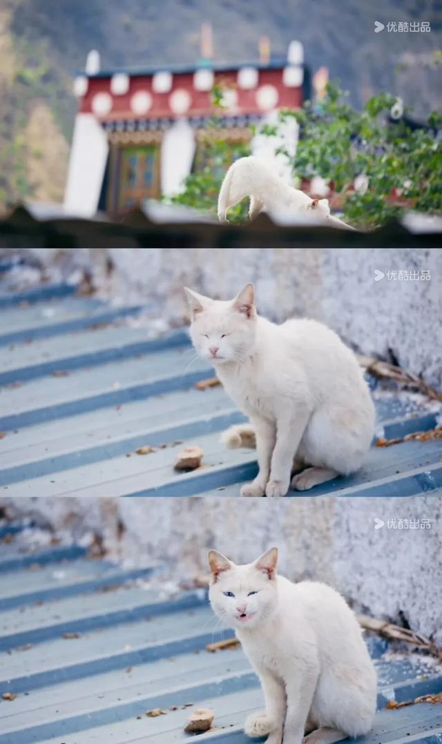 90%人没听过的香巴拉秘境，是最爱猫的咪咪痛城