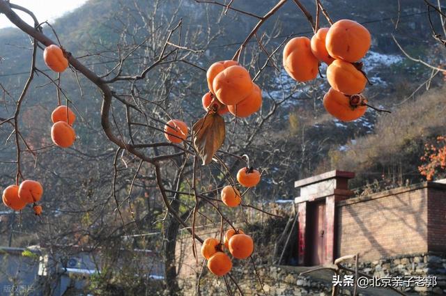 京郊自驾摘柿地图