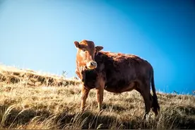 牛，为什么是佛教中高贵的动物？图片