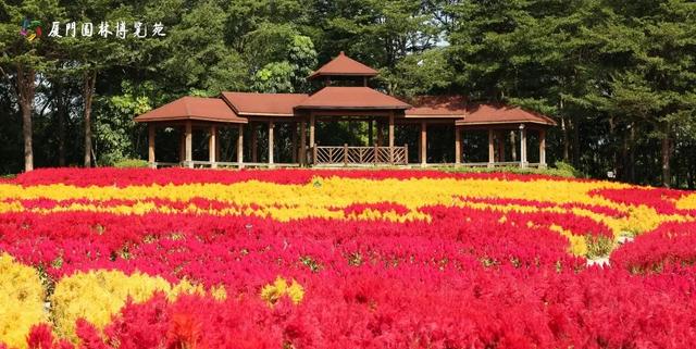 被厦门的秋天圈粉了！金色花海、粉色“云霞”……周末就出发→
