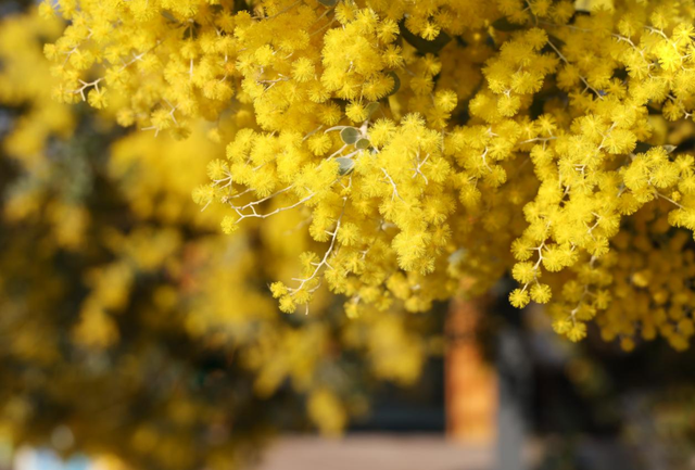 快看→西昌的满树金黄云！