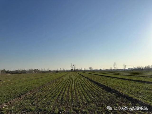 冠县乡韵·贾镇荆楼村