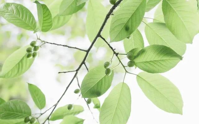 祝自己生日霸气短句：展翅飞翔，勇往直前