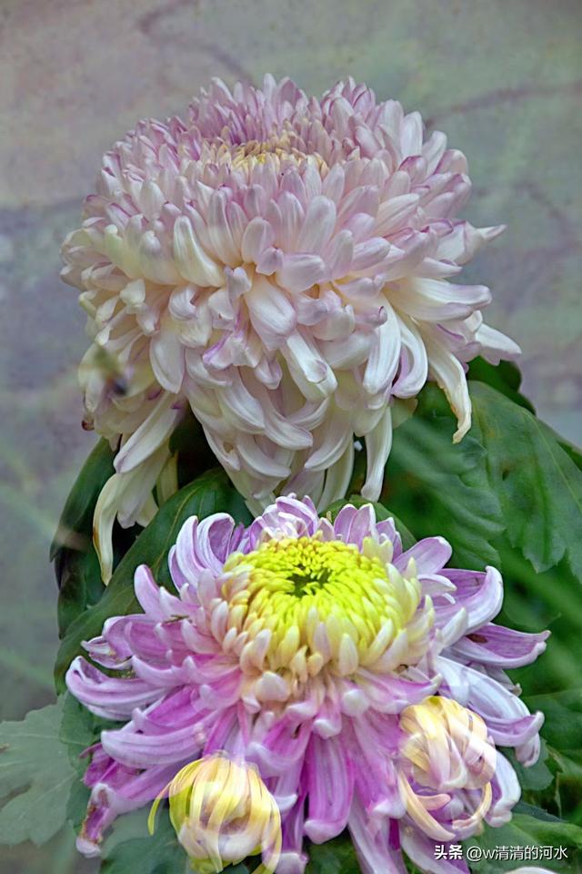 菊花是秋天里美丽的图画